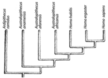 Evolución Homo en África