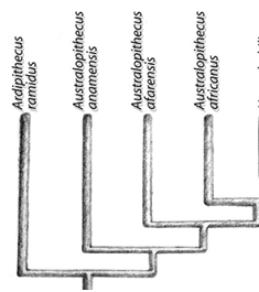 Evolución Humanidad en África