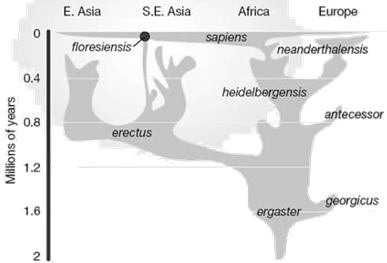 Evolución de la humanidad